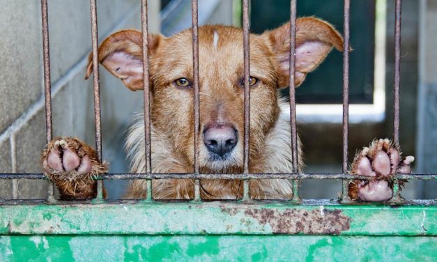 Campaña contra el abandono de animales