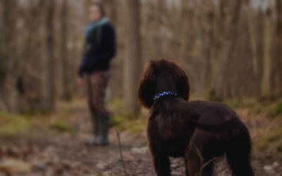 La Policía Local vigilará de paisano la recogida de excrementos de mascotas