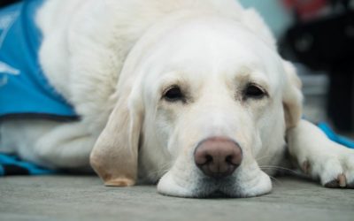 La ONCE realizará una exhibición de perros guía