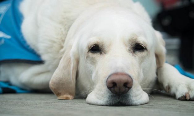 La ONCE realizará una exhibición de perros guía