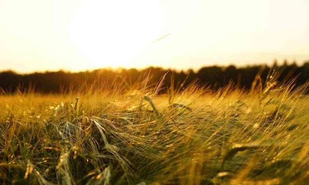 La Brigada Medioambiental llega a su fin