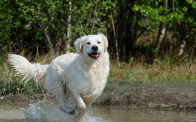 Los ocho grandes peligros para la salud de tu perro en verano