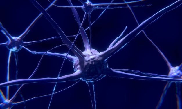 El cerebro humano genera nuevas neuronas hasta los 90 años