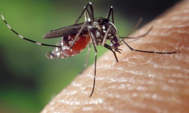 Actuaciones contra el mosquito tigre